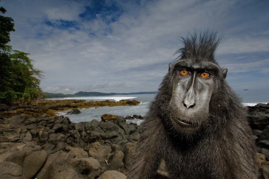 Stefano Unterthiner 2008 prize for Animal Portraits Natural History Museum